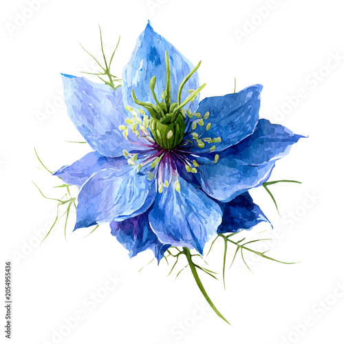 Canvas-taulu Nigella Flower watercolor artwork, high-quality professional vector illustration isolated on a white background