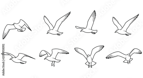Photography Flying seagulls in various poses black and white line drawing illustration