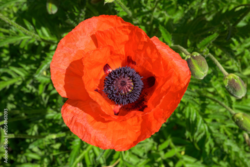 Red oriental poppy flower blooming in summer garden