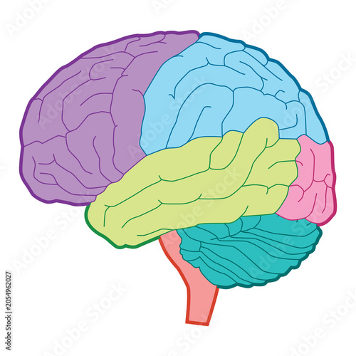 brain human part