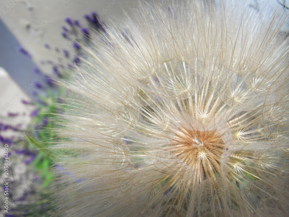 Fototapeta premium Dandelion Seed Head Macro
