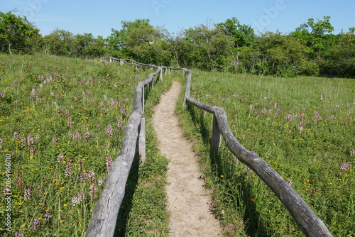 Weg mit Holzgeländer durch Orchideenwiese