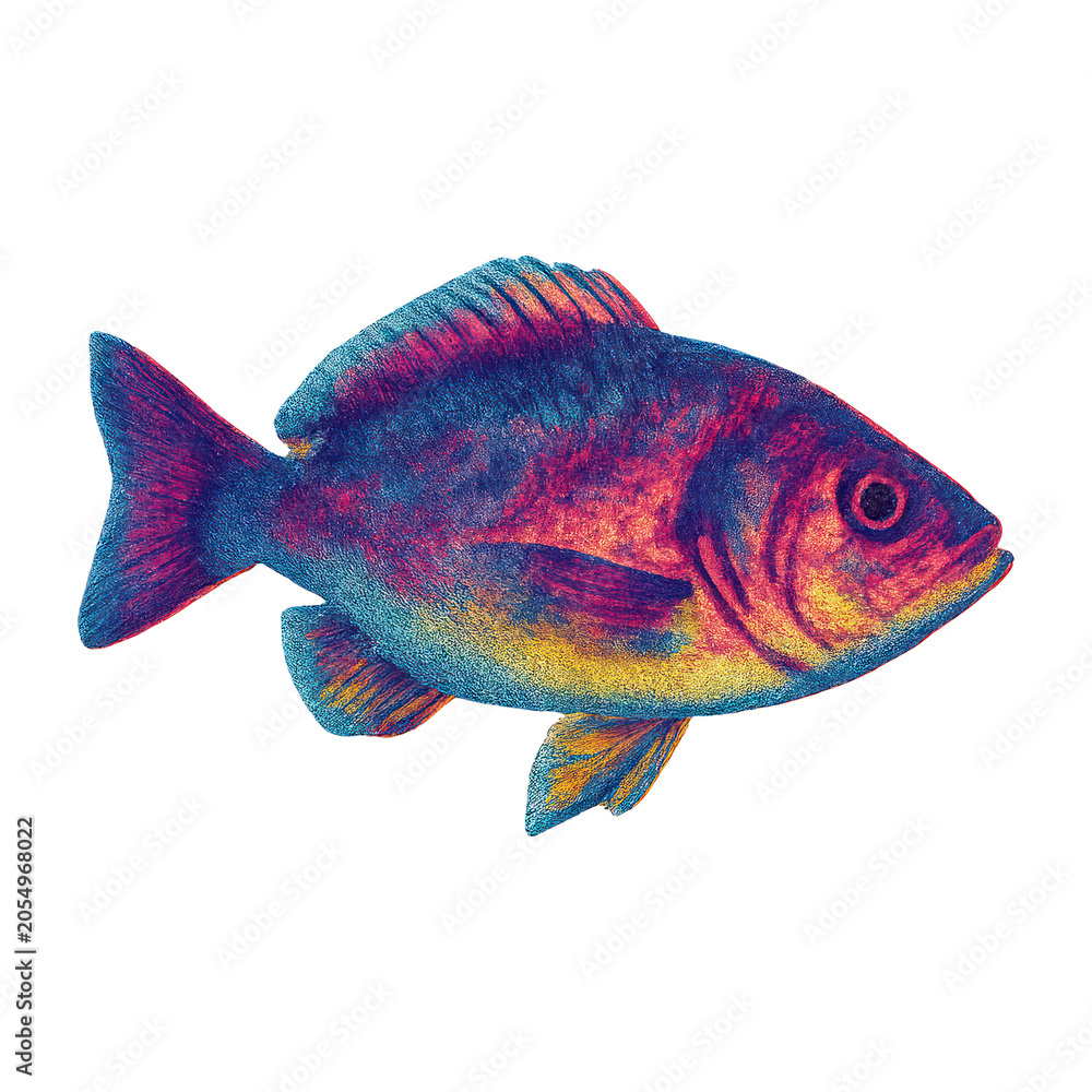 Fototapeta premium PNG Colorful fish illustration vibrant