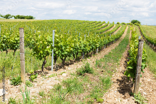 Tableau sur toile vignoble des coteaux lyonnais