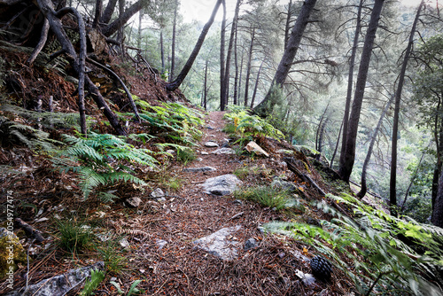 Sendero en el pinar