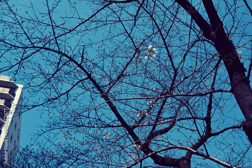 Tableau sur toile 開花した桜