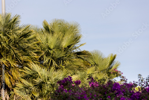 Palmeras y arboles florales