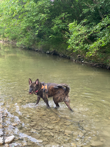 Cuadro en lienzo Dutch shepherd dog exploring a shallow river, cooling off in the water with its