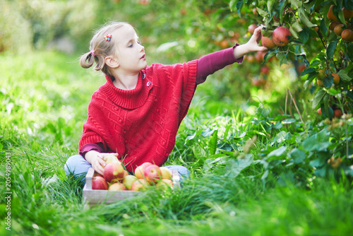 фотографія Smiling little girl sitting in an apple orchard with a wooden crate of freshly p