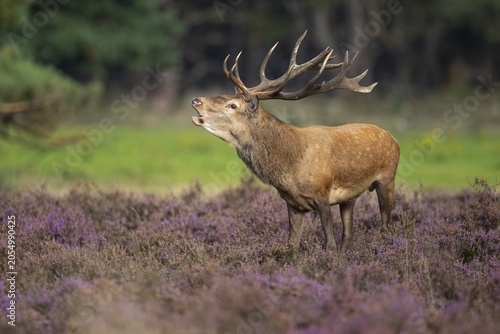 Red deer (Cervus elaphus), Hoenderloo, Gelderland, Netherlands