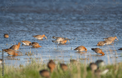 A flock of Black-tailed Godwits (Limosa limosa) in breeding plumage foraging and probing in a shallow wetland, featuring one bird stretching its wings in the center, framed by an out-of-focus grass.