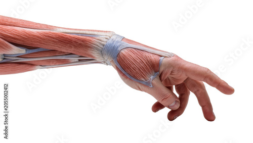 Foto Isolated human arm and hand anatomy, detailed muscle, tendon structures in reach