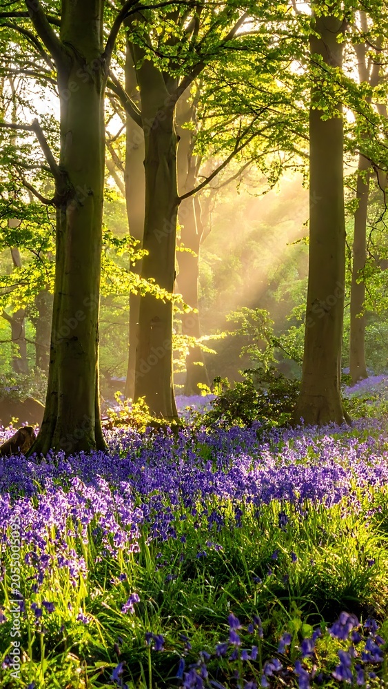 Naklejka premium A serene forest scene with bluebells and sunlight filtering through trees
