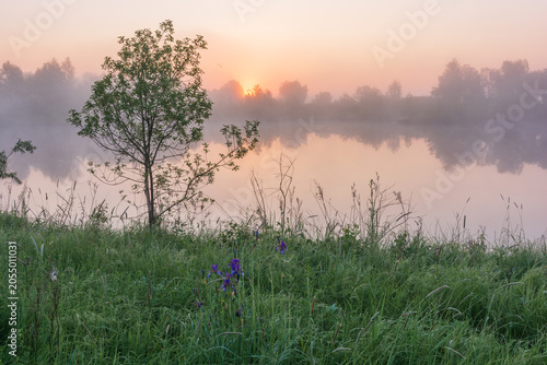 Photos A misty sunrise over a calm lake, featuring a lone tree, green grass with purple
