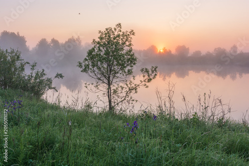 Schilderij op canvas a misty sunrise over a calm lake, featuring a lone tree on a grassy bank and sof
