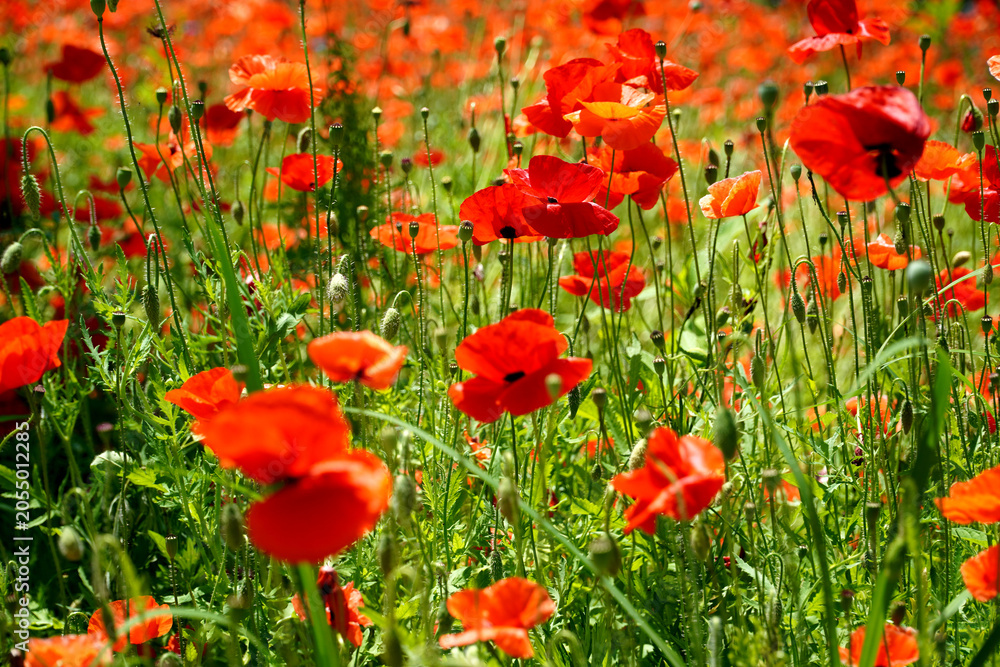 Naklejka premium A festival of red poppies. The environment of the house helped the poppies' beauty.