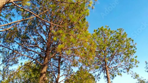 Tall Pine Trees Against Clear Blue Sky in a Sunlit Forest Landscape