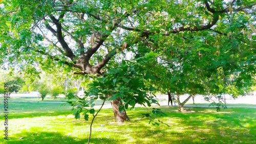 Majestic Green Trees in a Sunlit Park Landscape with Lush Grass and Natural Serenity