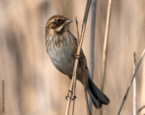 Reed Bunting on a reed