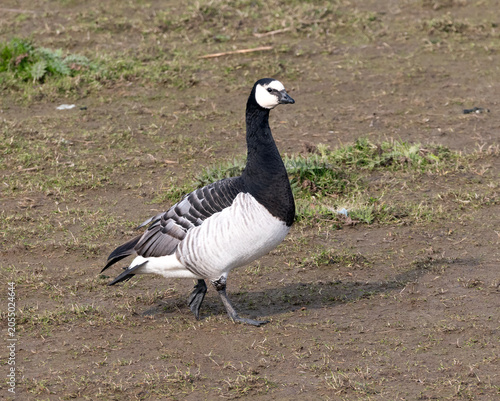 Barnacle goose standing on the beach