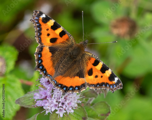 Tortoiseshell butterfly on flower