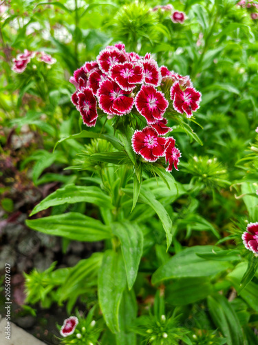 Clusters of Deep Red and White Sweet William