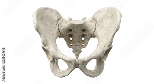 Fotografía Realistic human pelvis bone skeleton anatomy structure