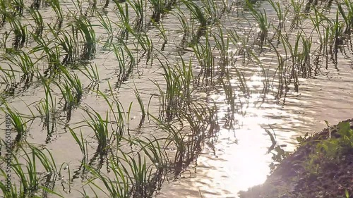 4K slow‑motion close‑up of golden sunset reflections shimmering on rippling rice field water with young rice plants in Japan