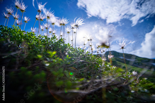 Photos 日本の高山草原に咲くアザミの野生の花