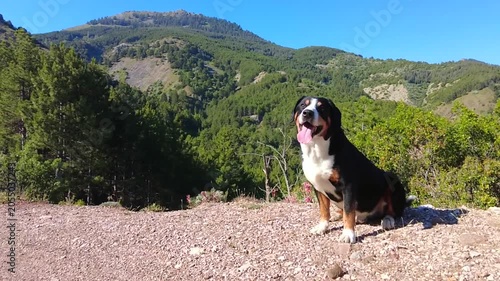 The Entlebucher Mountain Dog thrives in the mountainous regions of Turkey.