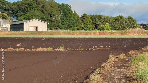 4K slow‑motion telephoto shot of pheasant chicks running across a dirt field followed by their mother in rural Japan