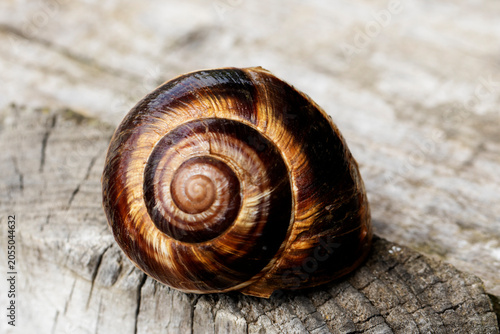 Konstfotografi Helix lucorum (Turkish snail) is a large land snail common in the Black Sea region, recognized by its banded shell and often found in gardens and agricultural fields