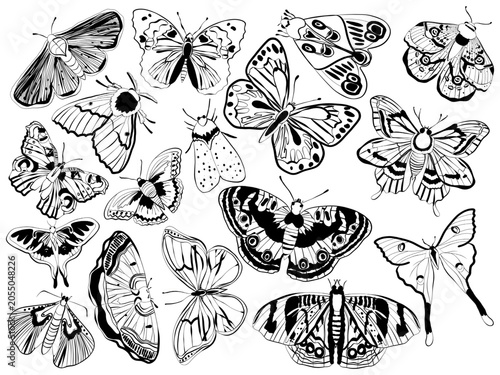  Butterflies and Moths Collection Vector Set	