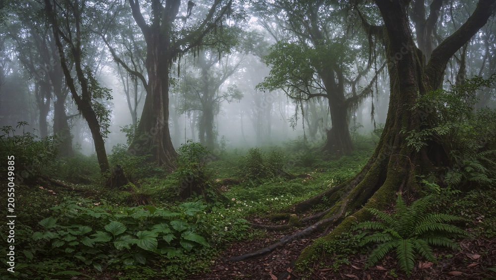 Fototapeta premium Mystical forest and mysterious fog
