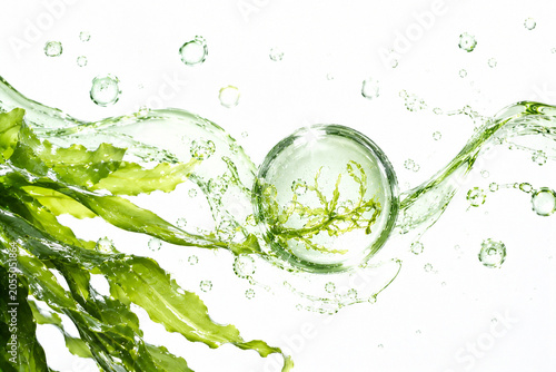 seaweed extract on white background