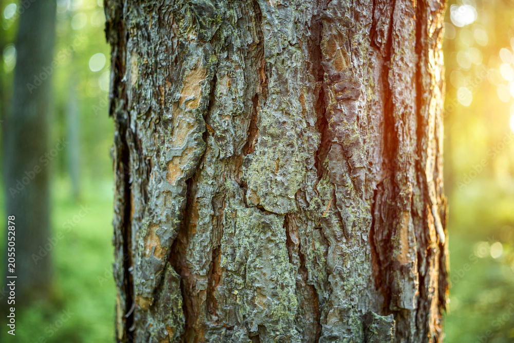 Obraz premium Brown pine tree bark in green forest