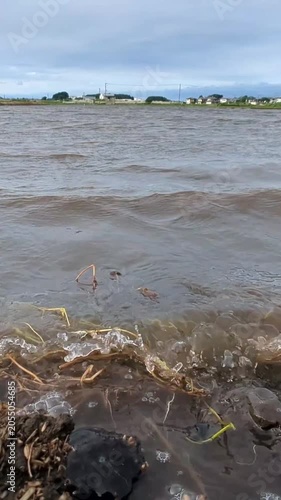 Vertical slow‑motion shot of wind‑driven muddy water waves crashing along the edge of a rice field in Japan