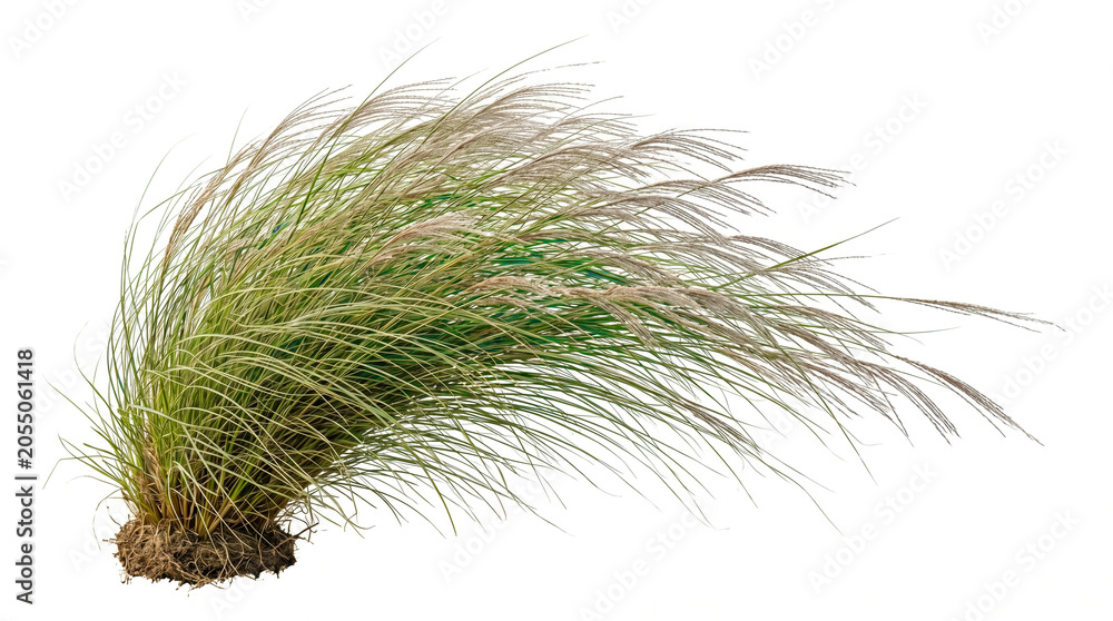Obraz premium Windblown tall ornamental fountain grass clump with roots and dry plumes isolated on transparent background PNG