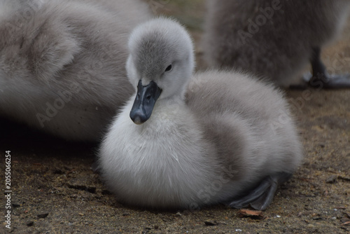 Fotografija A mute swan cygnet resting