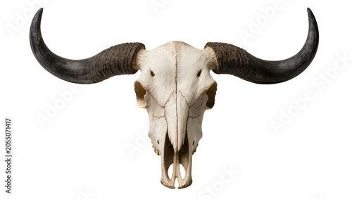 Konstfotografi Isolated old buffalo skull with large curved horns, a powerful symbol of the wil