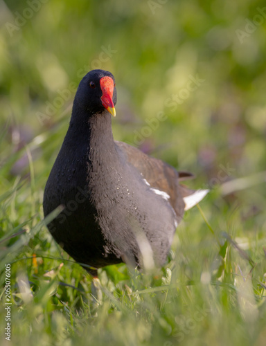 The common moorhen - adult bird in spring