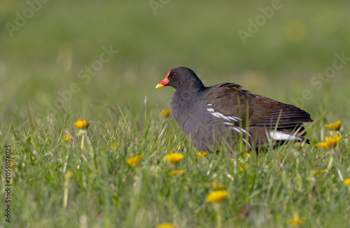 The common moorhen - adult bird in spring