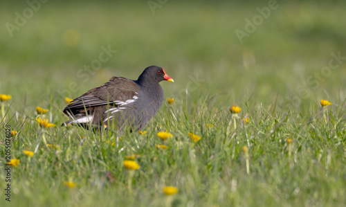 The common moorhen - adult bird in spring