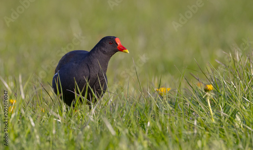 The common moorhen - adult bird in spring