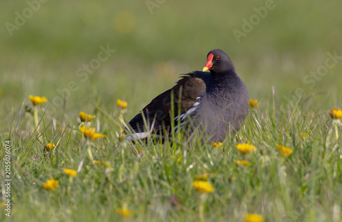 The common moorhen - adult bird in spring