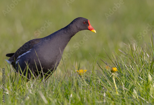 The common moorhen - adult bird in spring