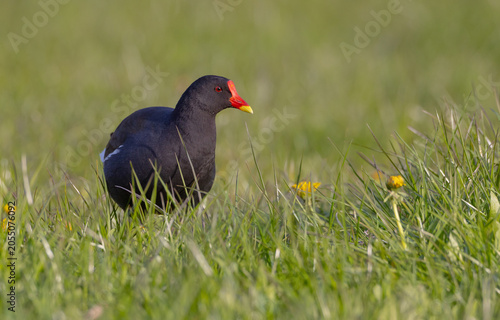 The common moorhen - adult bird in spring