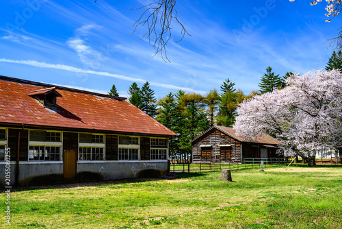 Bild auf Leinwand 牧場の桜風景