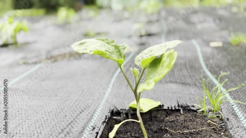 Young seedling growing in garden bed