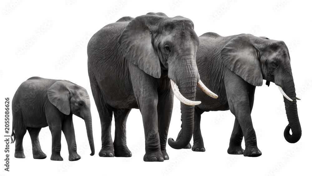 Fototapeta premium Isolated family of three African elephants, including adult and baby calf, walking in black and white.